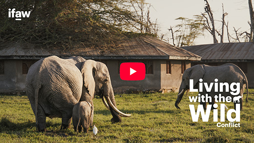 IFAW / Living with the Wild Conflict