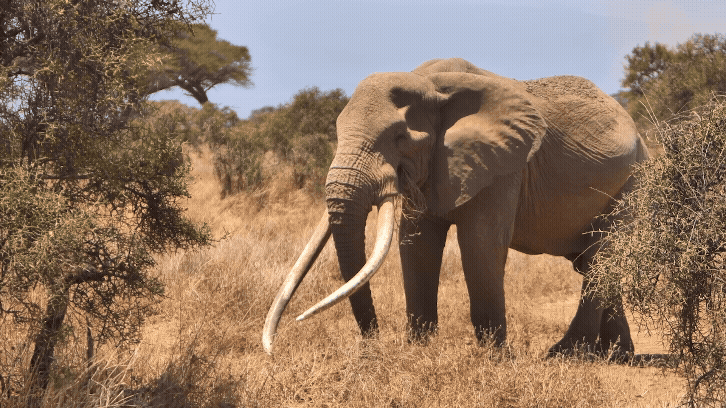 Super Tusker Craig in Amboseli National Park, Kenia
