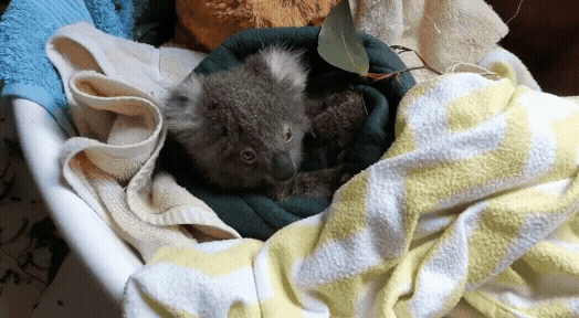 Buzz (right) and Woody together in a laundry basket while in care at Mosswood Wildlife.