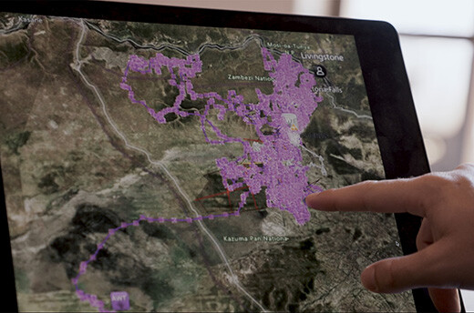 Met behulp van GPS tracking worden de looproutes van olifanten gevolgd. Foto: Michael Zomer / © IFAW