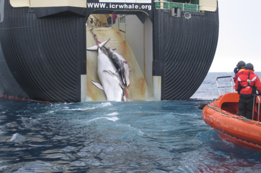 Volwassen gewone vinvis en kalf worden aan boord getrokken van de Nisshin Maru, een Japanse walvisvaarder © Australian Customs and Border Protection Service, CC-BY-3.0-AU  